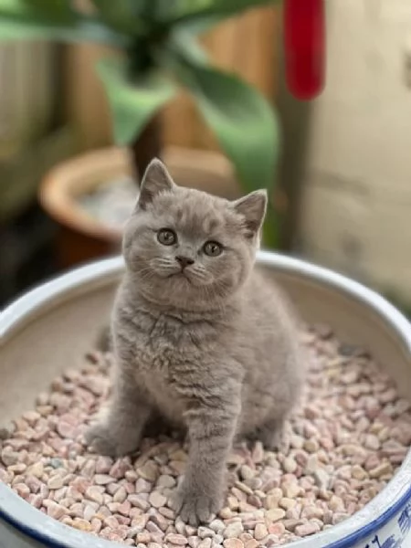 British Shorthair aspetta casa