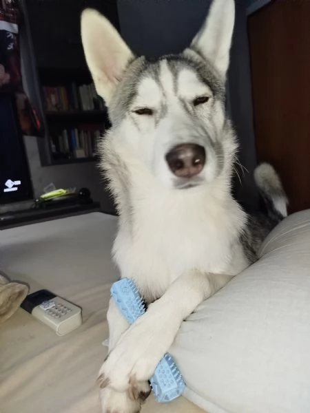 Husky Siberiano 