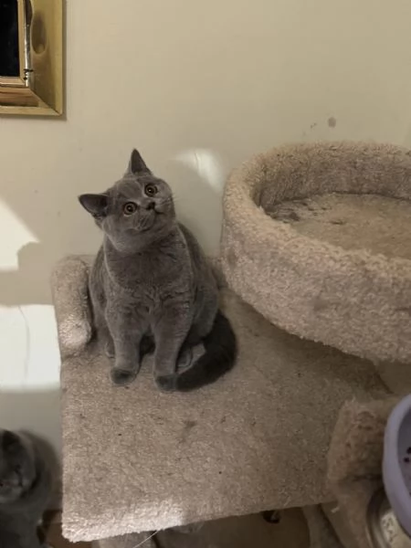 British Shorthair maschio e femmina