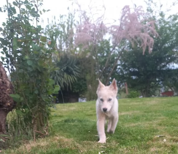 Cuccioli  di Siberian Husky 