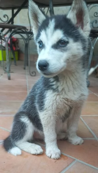 Cuccioli  di Siberian Husky  | Foto 8