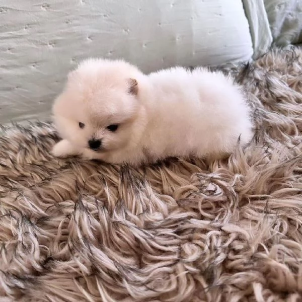 Disponibili cuccioli di Pomerania | Foto 2