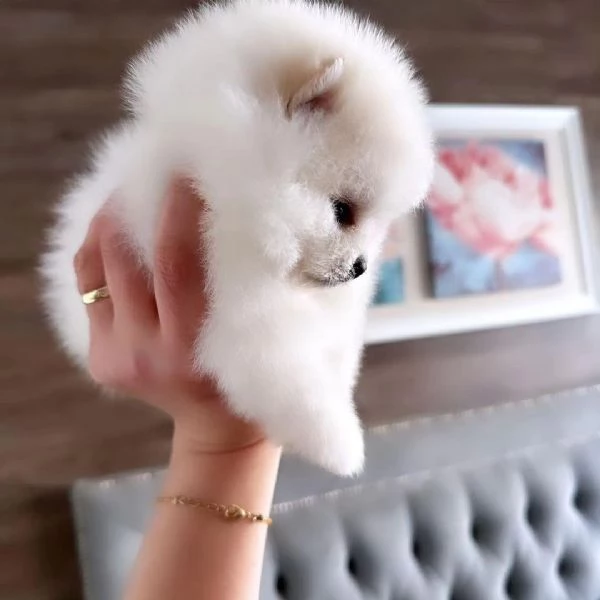 Disponibili cuccioli di Pomerania