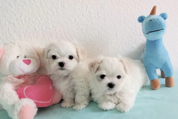 Maltesi cuccioli tutti bianchi | Foto 0