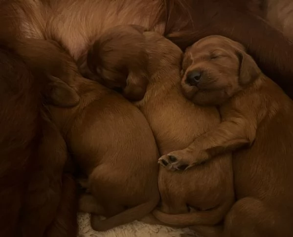 Cuccioli maschietti Setter Irlandese  | Foto 6