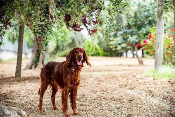 Cuccioli maschietti Setter Irlandese  | Foto 3