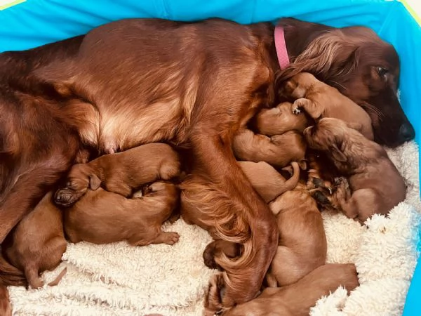 Cuccioli maschietti Setter Irlandese  | Foto 2