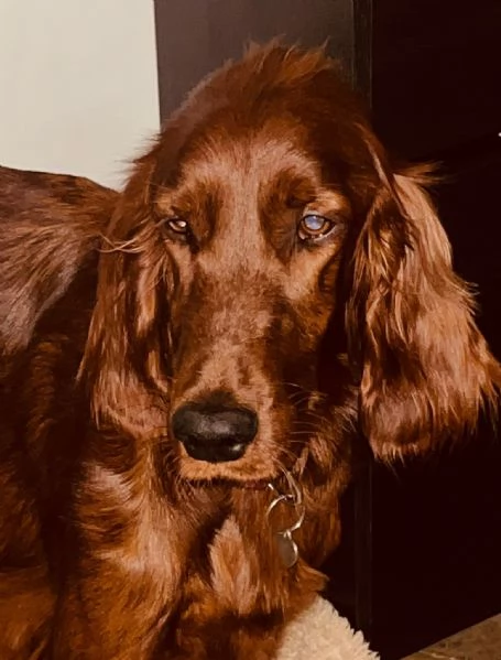 Cuccioli maschietti Setter Irlandese  | Foto 0