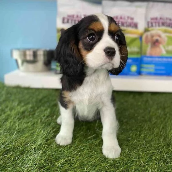 Cuccioli di Cavalier king in adozione