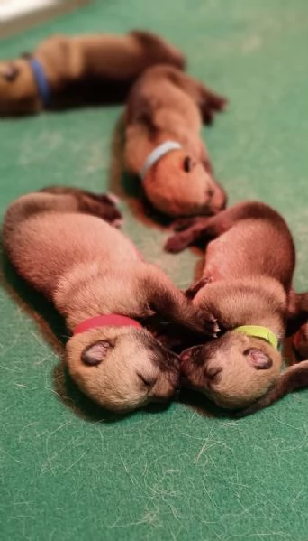 Cuccioli di cane lupo cecoslovacco