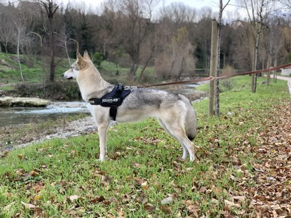 Cuccioli di cane lupo cecoslovacco | Foto 2