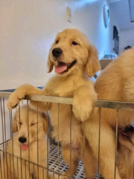  Cucciolo di Golden Retriever in fase di reinserimento | Foto 0