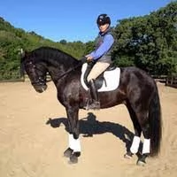 Lusitano Horse For Sales Near Me