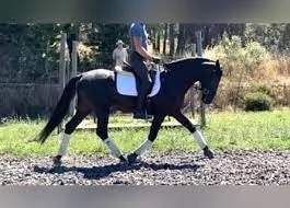 Lusitano Horse For Sales Near Me | Foto 1