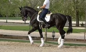 Lusitano Horse For Sales Near Me | Foto 0