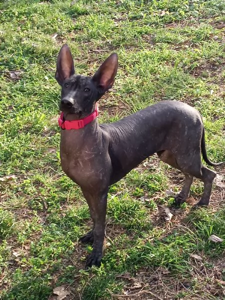 Xoloitzcuintle cane nudo messicano 