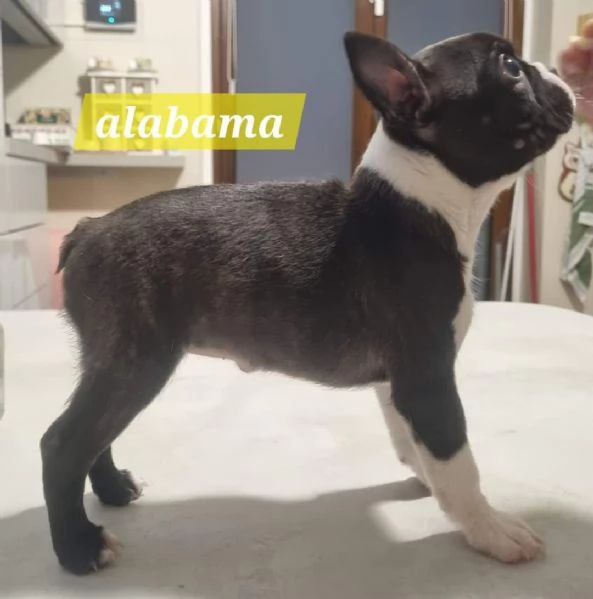 Allevamento di Boston Terrier  | Foto 4