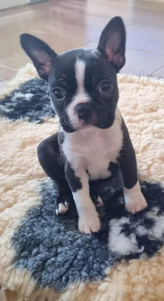 Allevamento di Boston Terrier  | Foto 1