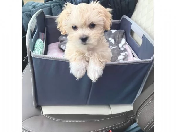 Dolcissimi cuccioli di Maltipoo allevati in casa