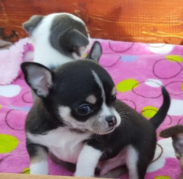 Cuccioli di chihuahua molto affettuosi