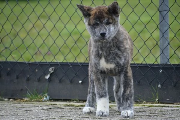 Cuccioli di Akita Inu