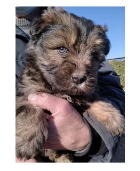 Cuccioli pastore bergamasco 