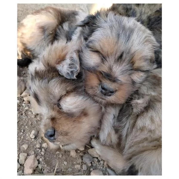 Cuccioli pastore bergamasco  | Foto 5