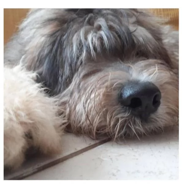 Cuccioli pastore bergamasco  | Foto 3