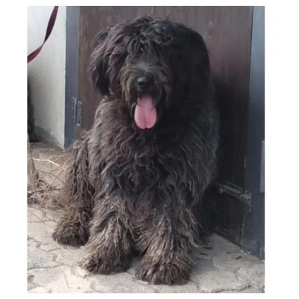 Cuccioli pastore bergamasco  | Foto 1