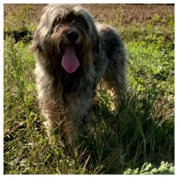 Cuccioli pastore bergamasco  | Foto 0