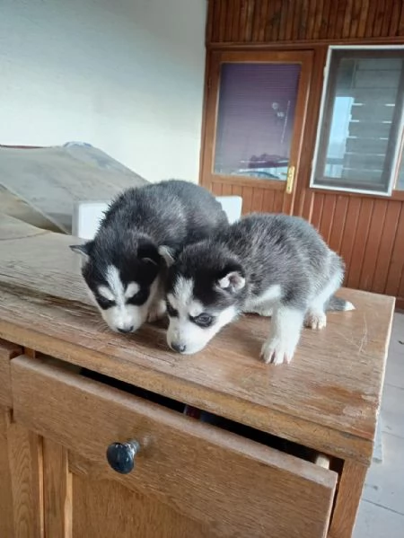 Regalo di cuccioli di Husky | Foto 0