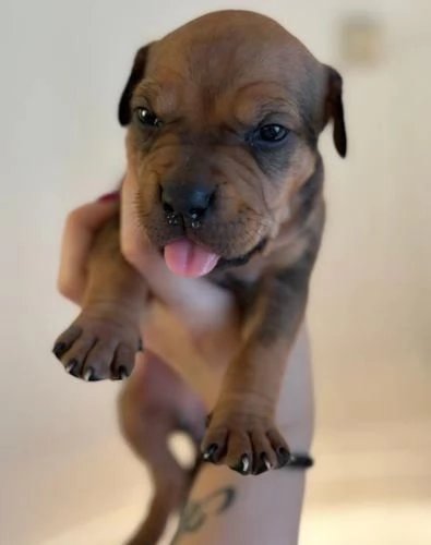 Regalo di cuccioli di pitbull | Foto 0