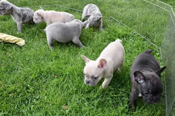 Regala cuccioli di bulldog francese