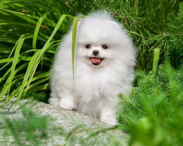 Adorable pomeranians