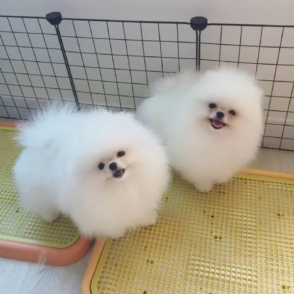 Adorable pomeranians | Foto 0