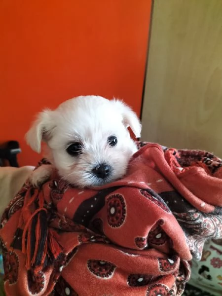 Cuccioli maltese in vendita 