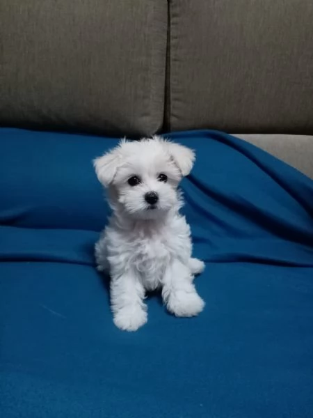 Cuccioli maltese in vendita  | Foto 3