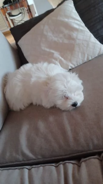 Cuccioli maltese in vendita  | Foto 2