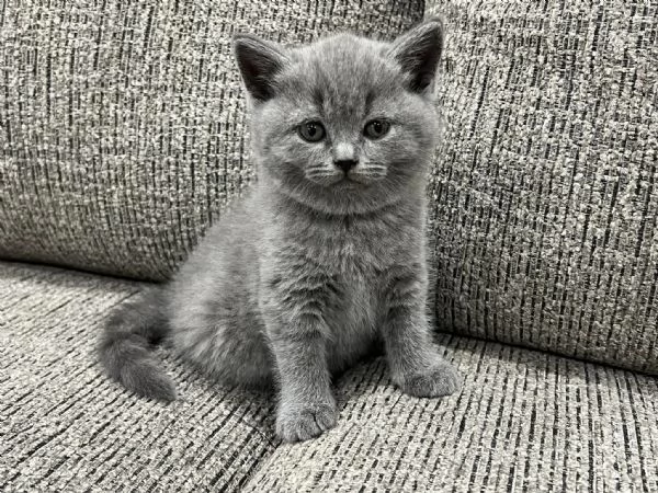 Due meravigliose British shorthair, 