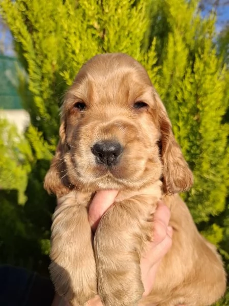 Cuccioli cocker spaniel inglese 