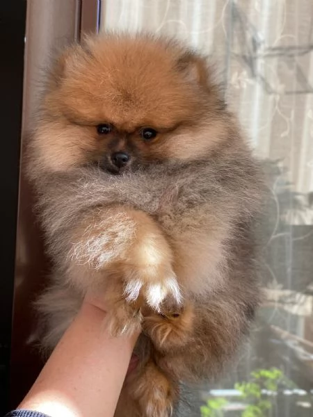 Spitz pomerania