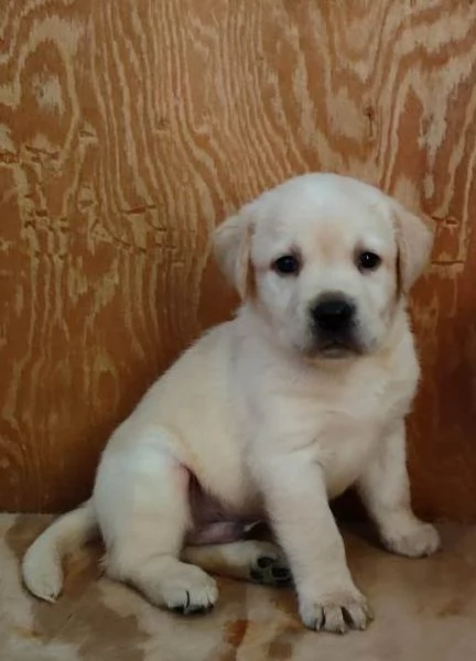 Cuccioli di Labrador | Foto 4