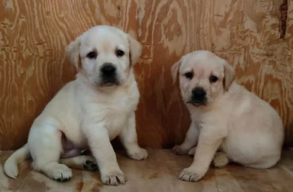 Cuccioli di Labrador | Foto 2