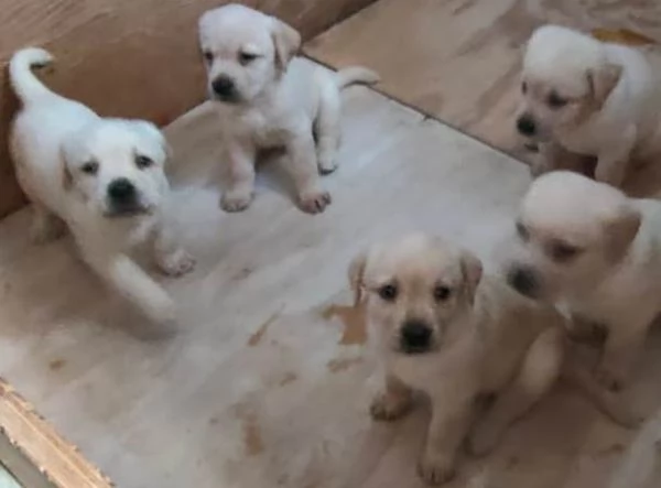 Cuccioli di Labrador