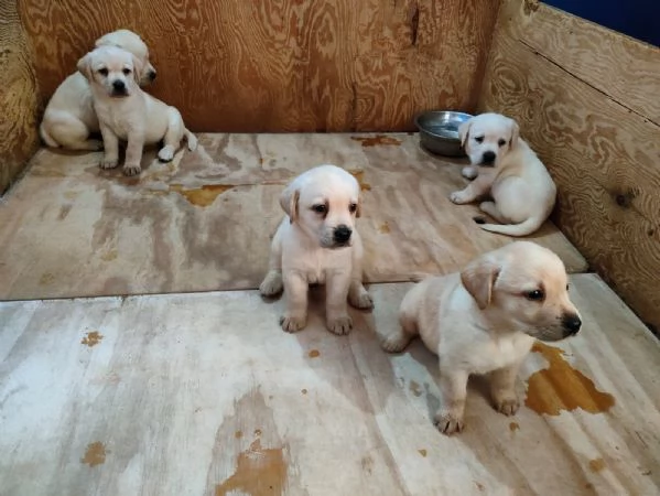 Cuccioli di Labrador | Foto 1