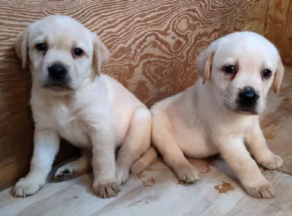 Cuccioli di Labrador | Foto 0