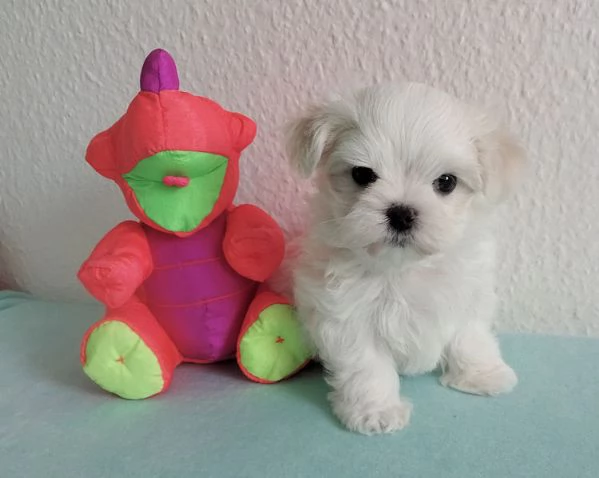 Maltese mini Toy | Foto 0