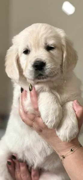 BELLISSIMI CUCCIOLI DI GOLDEN | Foto 0