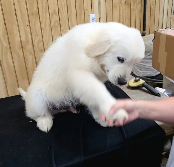 Golden retriever cuccioli!!