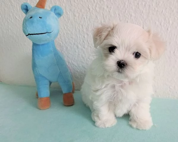 Disponibili 2 cuccioli di Maltese toy 